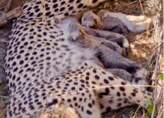 Cheetah Numbers Grow to 53 in India After Jwala’s 5 Cubs
