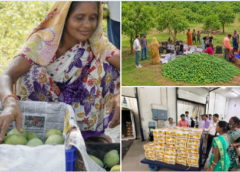 Jharkhand’s Fresh Mangoes Reach UK Market in Export Milestone