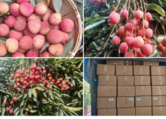 APEDA facilitates export of GI-tagged Tezpur litchi from Assam to Dubai