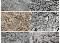 Scientists Discover Five New Species of Lichen-Forming Fungi