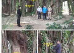 Scientists Confirm 700-Year-Old Munger Banyan as Oldest Scientifically Dated